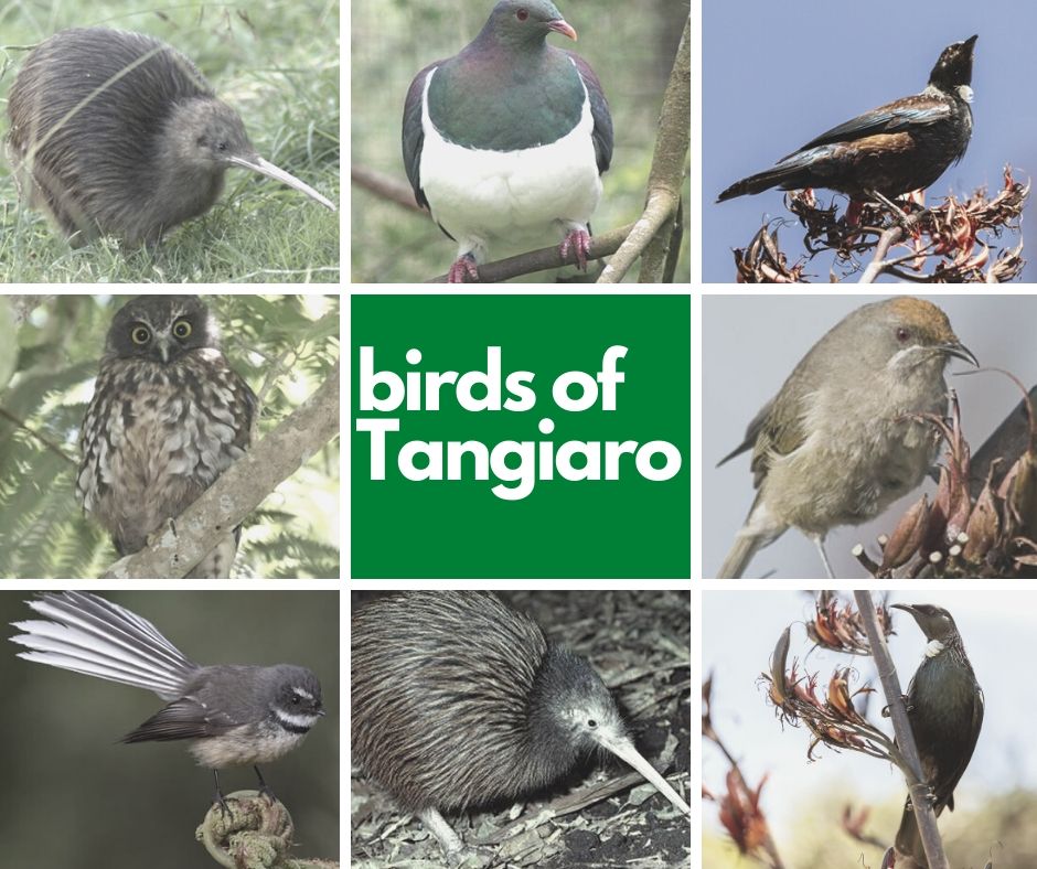 Birds at Tangiaro Kiwi Retreat