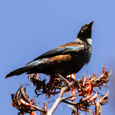 New Zealand Tui parson bird, tūī, koko